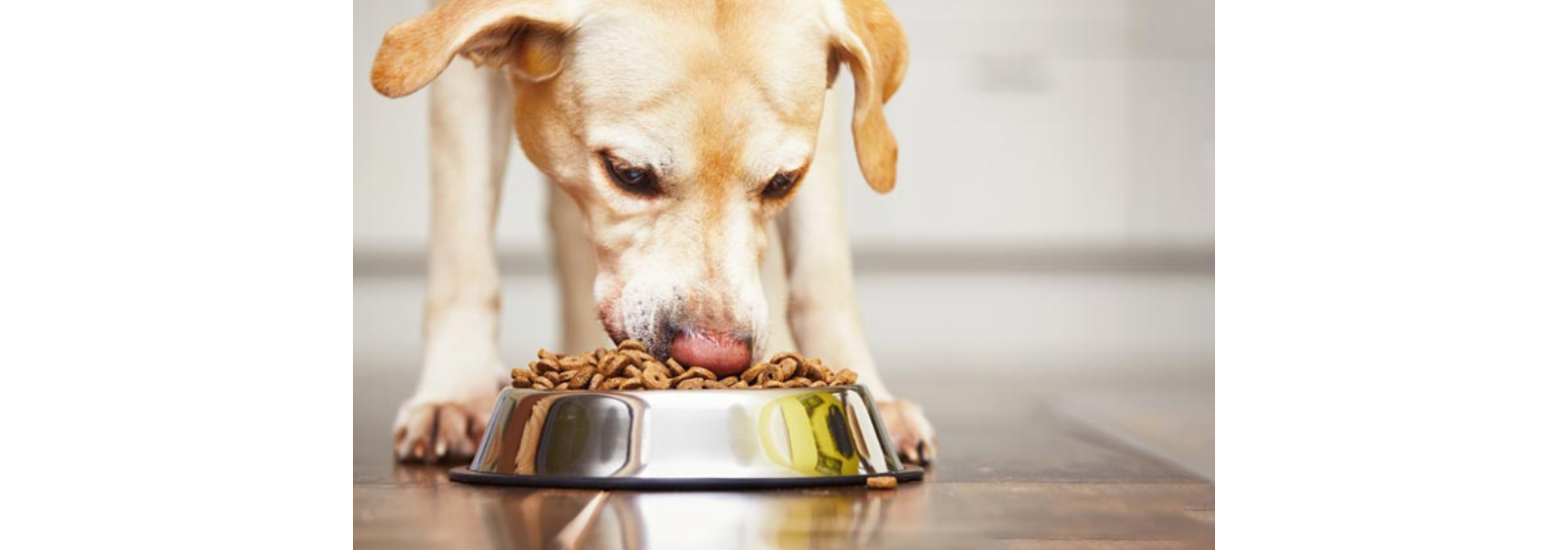 Salmone nell’alimentazione del cane: miocane sensitive salmone Salmone nell’alimentazione del cane: miocane sensitive salmone