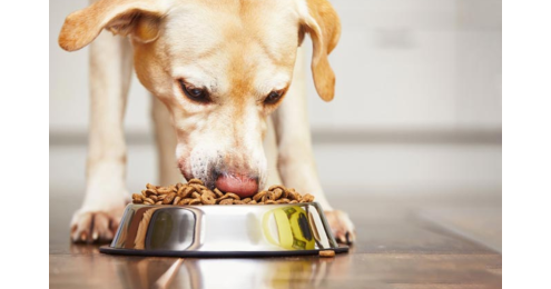 Salmone nell’alimentazione del cane: miocane sensitive salmone