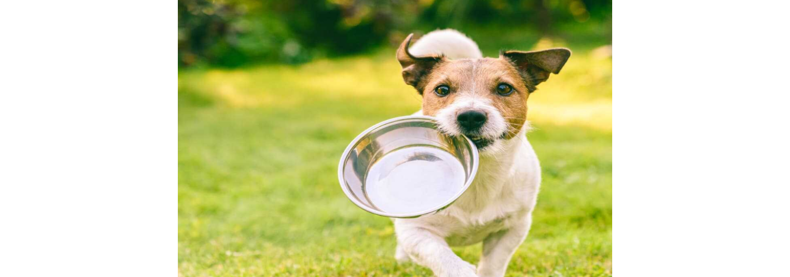 L’alimentazione veterinaria: il salmone per i cani tendenti all’ipersensibilità L’alimentazione veterinaria: il salmone per i cani tendenti all’ipersensibilità
