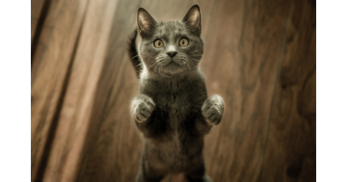 Palle di pelo del gatto