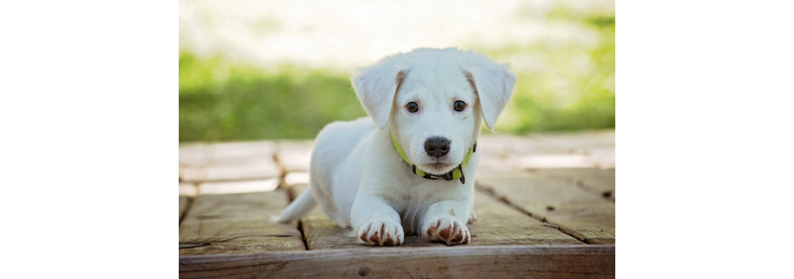 Cane agitato ed ansioso? Scopri il prodotto per rilassarlo!