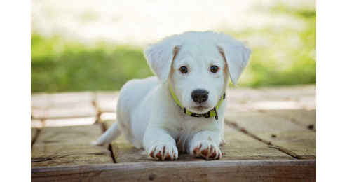 Cane agitato ed ansioso? Scopri il prodotto per rilassarlo!